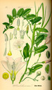 Convolvulus_arvensis_bd4_tafel_017