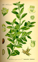 Buxus_sempervirens_bd3_tafel_019