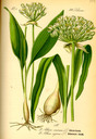 Allium_ursinum_bd1_tafel_129