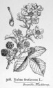 Rubus_fruticosus