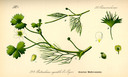 Ranunculus_aquatilis_bd2_tafel_087
