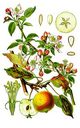 Malus_sylvestris