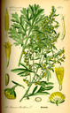 Artemisia_absinthium_bd4_tafel_126