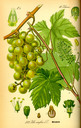 Vitis_vinifera_bd3_tafel_016