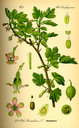 Ribes_uva-crispa_bd3_tafel_038