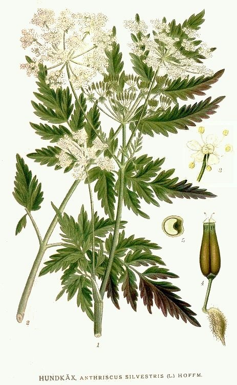 Anthriscus_silvestris