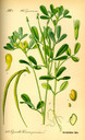 Trigonella_foenum-graecum_bd3_tafel_117