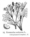 Ranunculus_sceleratus