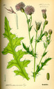 Cirsium_arvense_bd4_tafel_139