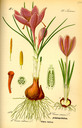 Crocus_vernus_tafel_136