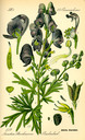 Aconitum_napellus_bd2_tafel_097