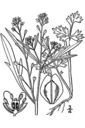 Lepidium_sativum