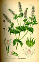 Mentha_spicata_bd4_tafel_052