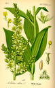 Veratrum_album_bd1_tafel_118