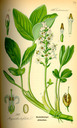 Menyanthes_trifoliata_bd4_tafel_079