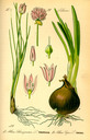 Allium_schoenoprasum_bd1_tafel_126