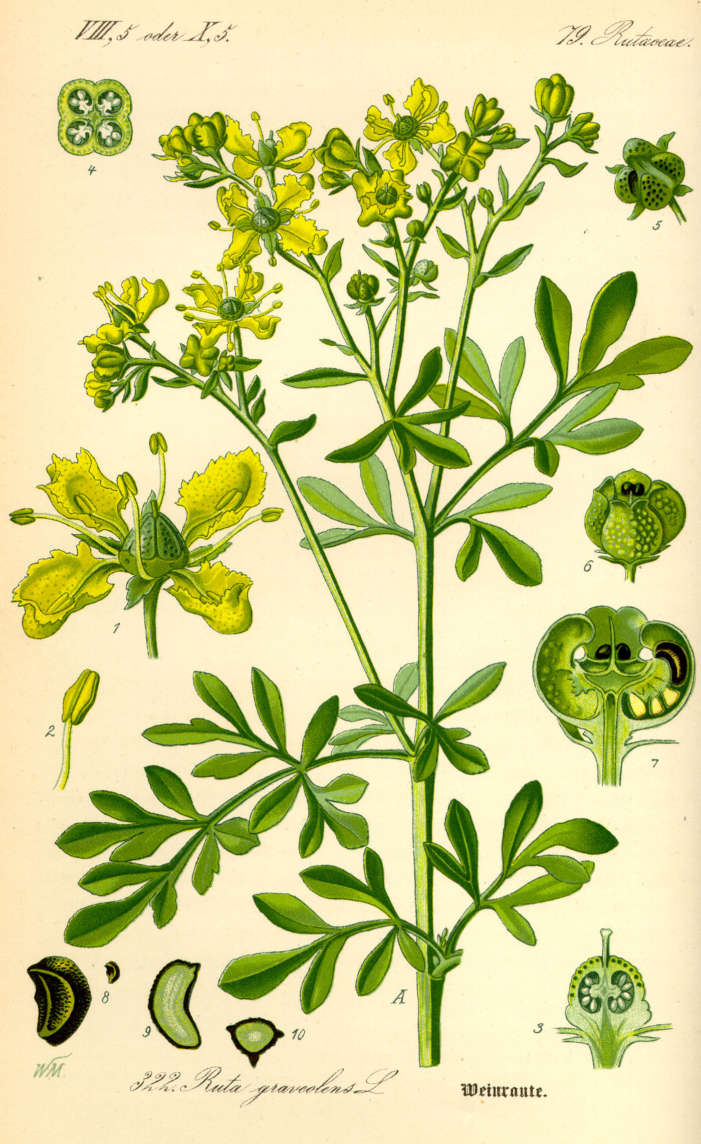 Ruta_graveolens_bd3_tafel_006