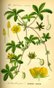 Potentilla_reptans_bd3_tafel_089