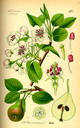 Pyrus_communis_bd3_tafel_104