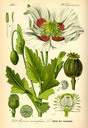 Papaver_somniferum_bd2_tafel_102