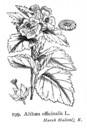 Althaea_officinalis