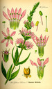 Lythrum_salicaria_bd3_tafel_024