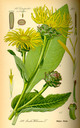 Inula_helenium_bd4_tafel_111