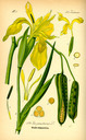 Iris_pseudacorus_bd1_tafel_138