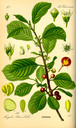 Frangula_alnus