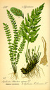 Asplenium_trichomanes_bd1_tafel_008