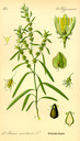 Rumex_maritimus_tafel_030