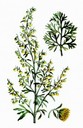 Artemisia-abrotanum