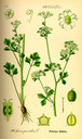 Apium_graveolens_bd3_tafel_050