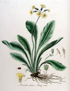 Primula_elatior