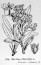 Anchusa_officinalis