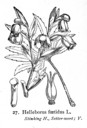 Helleborus_foetidus