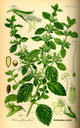 Melissa_officinalis_bd4_tafel_058