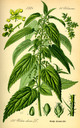 Urtica_dioica_bd2_tafel_021