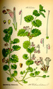 Glechoma_hederacea_bd4_tafel_067