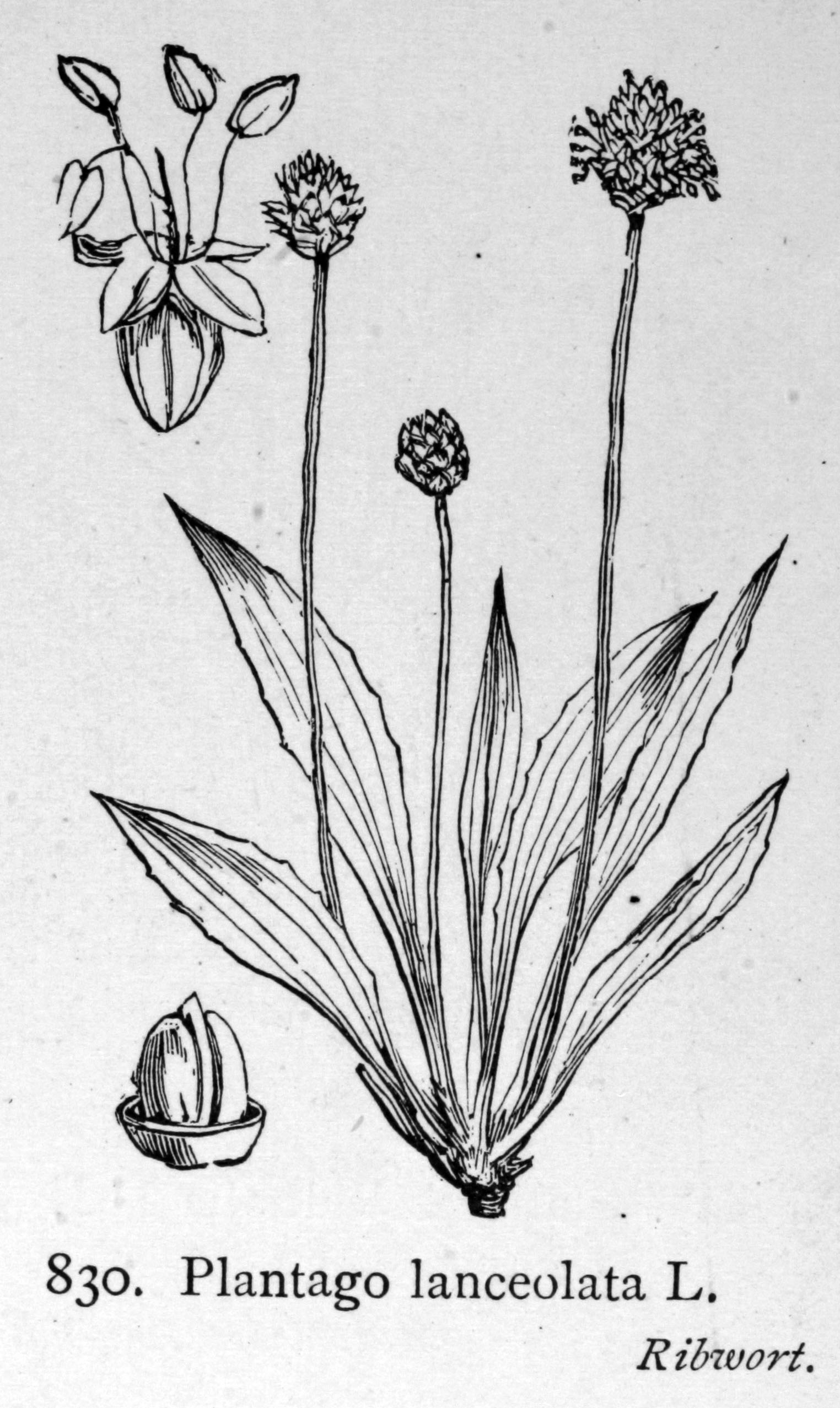 Plantago_lanceolata