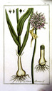 Allium_porrum