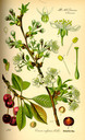 Prunus_cerasus_bd3_tafel_079