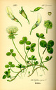 Trifolium_repens_bd3_tafel_115
