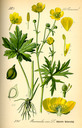 Ranunculus_acris_bd2_tafel_083