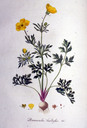 Ranunculus_bulbosus_batava1800