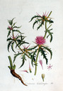 Centaurea_calcitrapa_batava1807