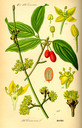 Cornus_mas_bd3_tafel_075