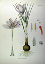 Crocus_sativus_k_hler