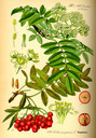 Sorbus_aucuparia_bd3_tafel_106