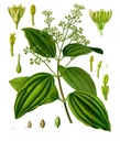 Cinnamomum_zeylanicum